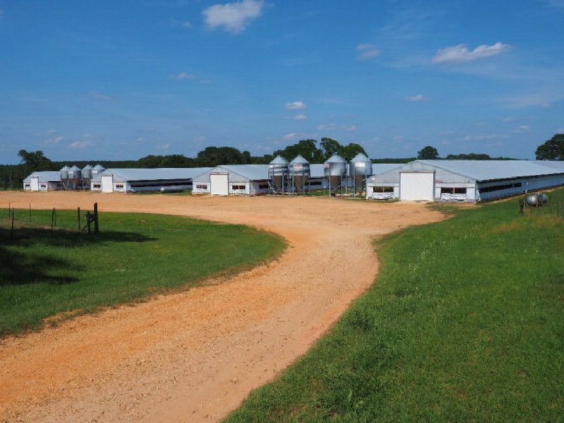 Broiler Farm and Pasture Land for S : Mount Olive : Covington County : Mississippi