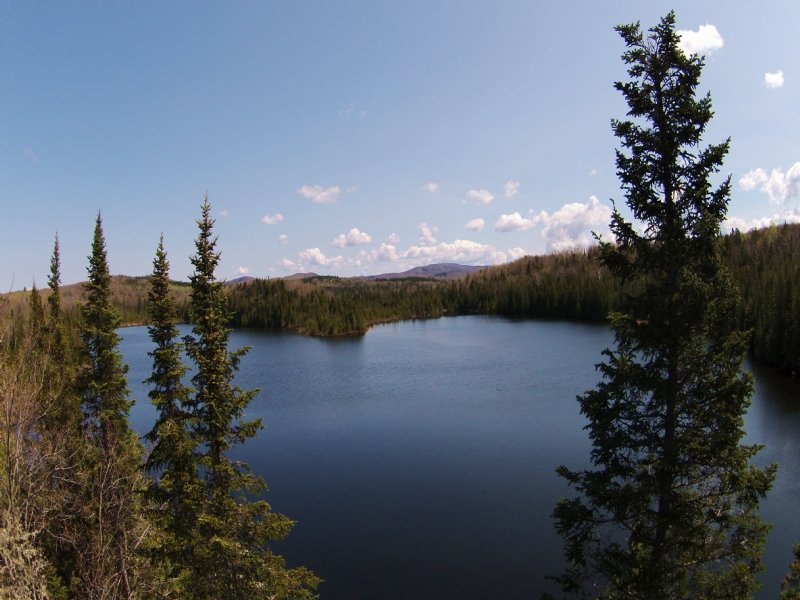 Bruce Pond Forest : Sheffield : Caledonia County : Vermont