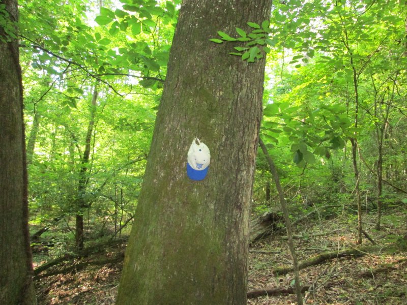 225 Acres Joins National Forest : Gray : Jones County : Georgia
