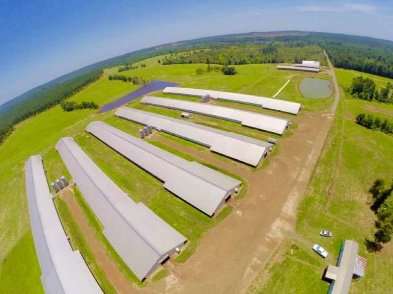 315.00 Acres Cattle Farm Land Farm for Sale in Robeline, Sabine