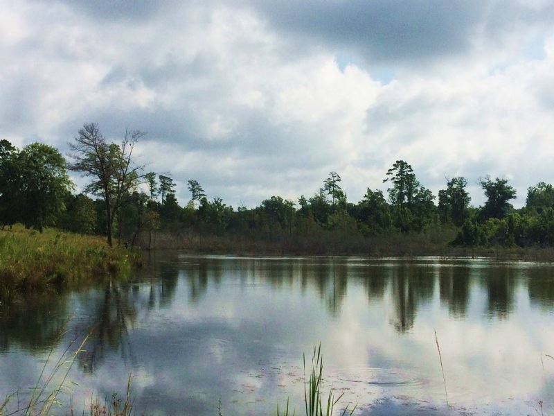 29 +/- Acres with 5 Acre Pond : Goshen : Pike County : Alabama