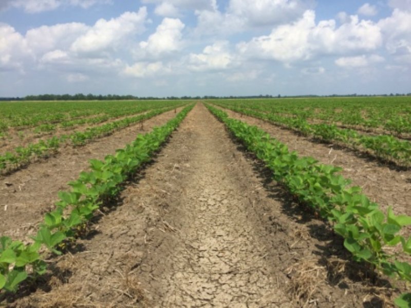 Walnut Farm Farm for Sale in Lambert, Quitman County, Mississippi
