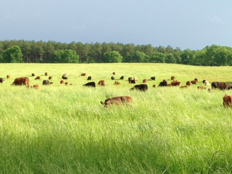 Vinson Ranch, Farm for Sale in 111558 FARMFLIP