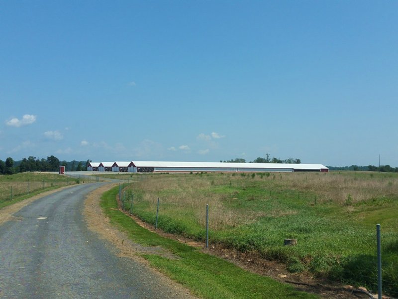 4 House Poultry Farm & Cattle Farm Farm for Sale in Albertville