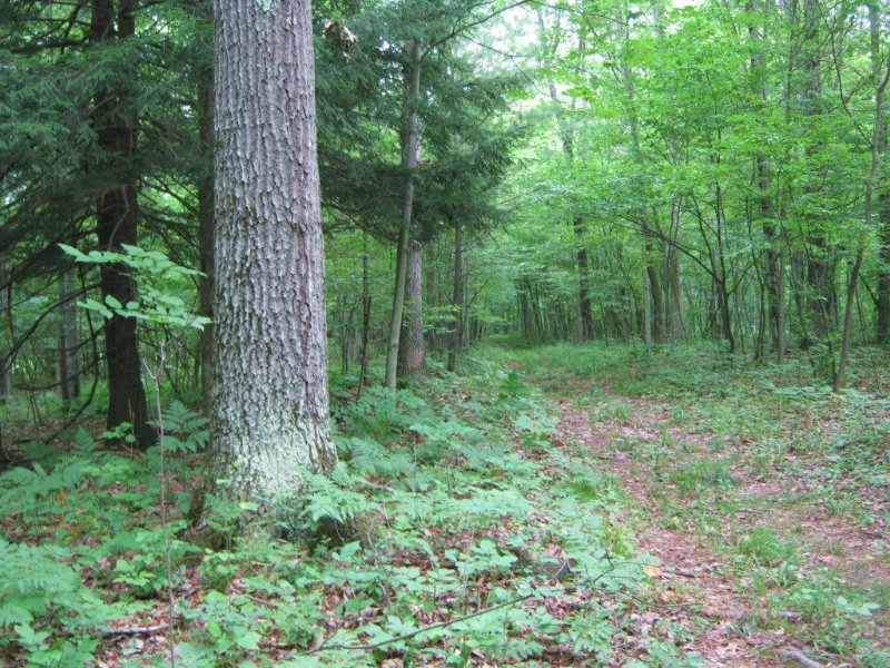 66 Acres Hunting Land Near Ithaca : Dryden : Tompkins County : New York