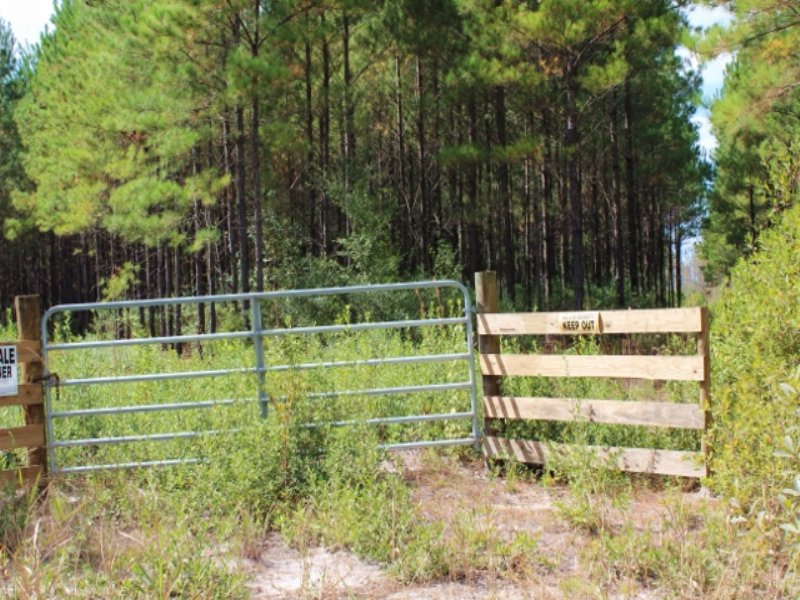100 Acres To Hunt Or Live : Waycross : Ware County : Georgia