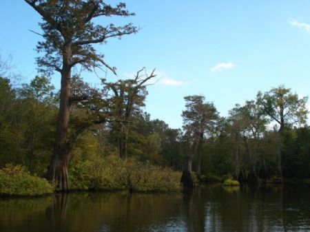 Duck Lodge and Flooded Green Timber : Saint Charles : Monroe County : Arkansas