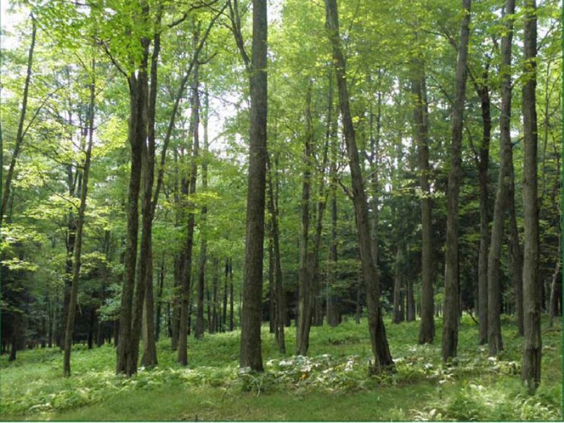 341+/- Acres Of Land, Timber : Clearfield : Clearfield County : Pennsylvania