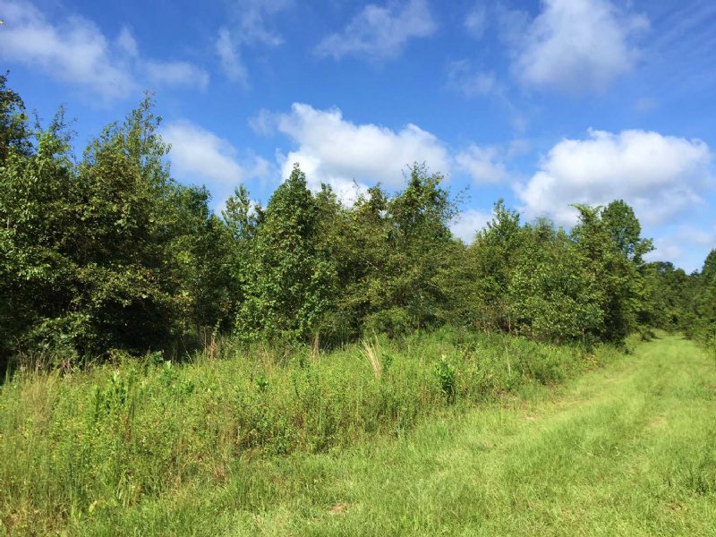 Recreational, Vacant, Farm Land, Farm for Sale in Florida, 113795