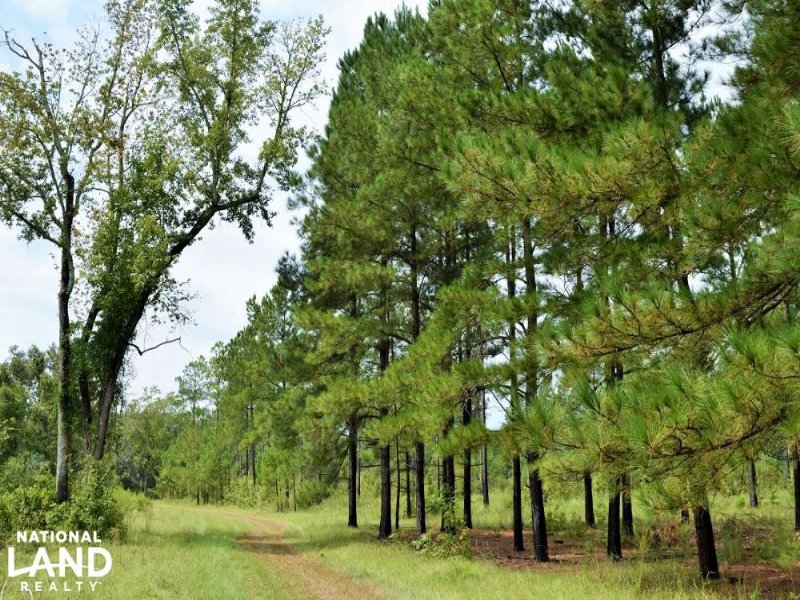 Deer Haven Farms : Manning : Clarendon County : South Carolina