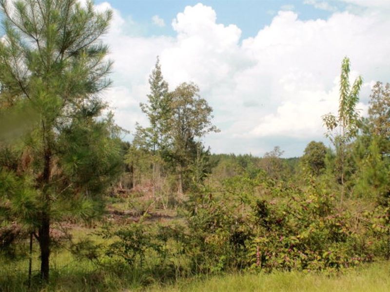 Land for Sale, Tangipahoa Parish, Farm for Sale in Louisiana, 114552