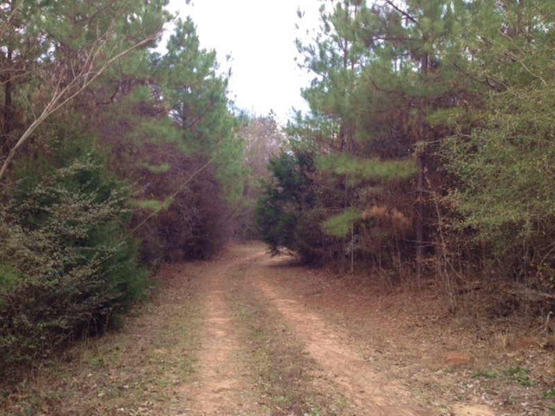 County Road 62 Pine Level Farm for Sale by Owner in Prattville