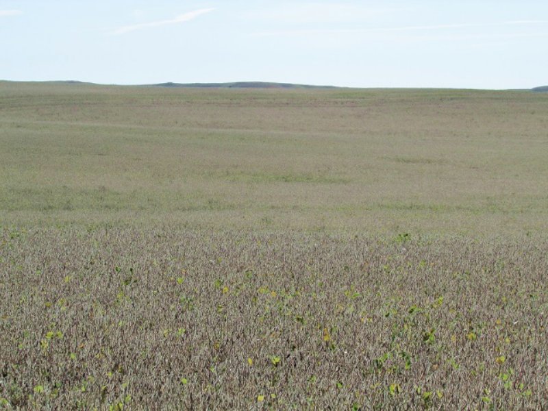 1,353.84+/ Farm Land Acres, Farm for Sale in South Dakota, 114903