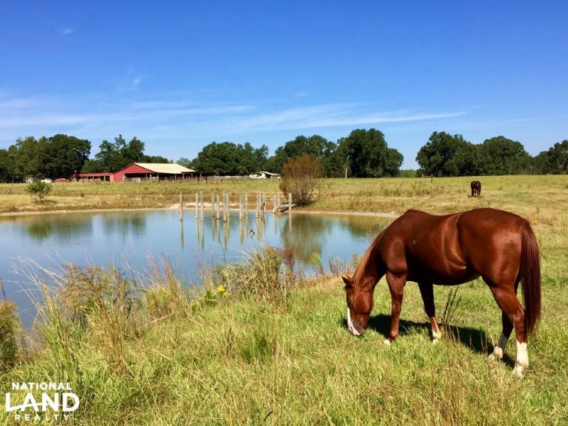 Rolling Acres Ranch And Horse Farm Farm for Sale in Bay