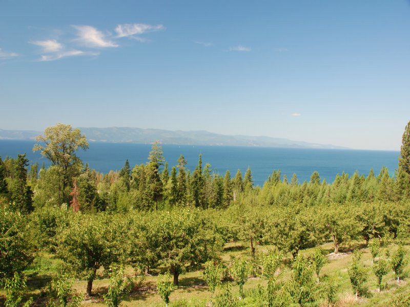 Lake To Sky Cherry Orchard : Polson : Lake County : Montana