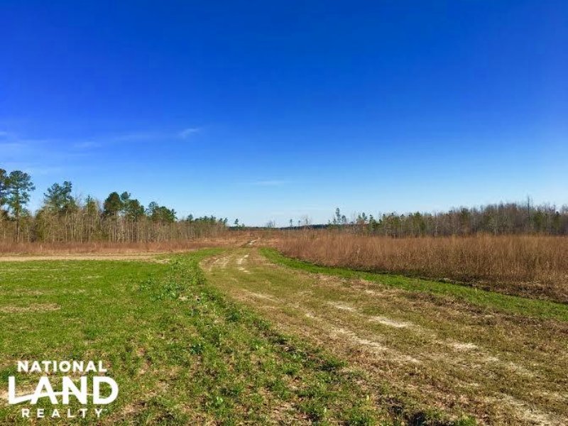 110 Acre Barnwell Hunting Tract, Farm for Sale in South Carolina