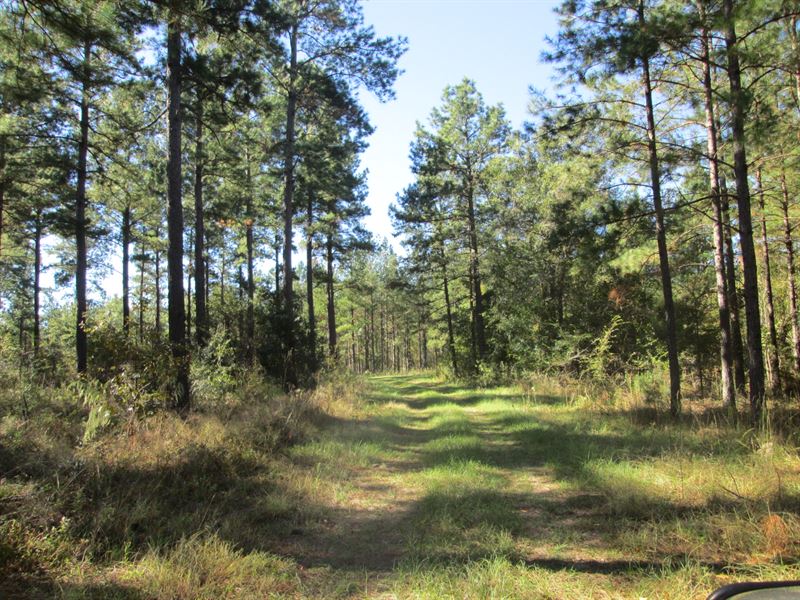 Planted Pine Plantation : Hawkinsville : Pulaski County : Georgia