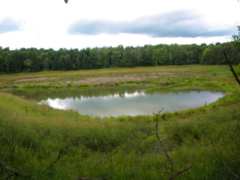 166 Acres Wooded Recreational Land : Farm for Sale in Richford, Tioga