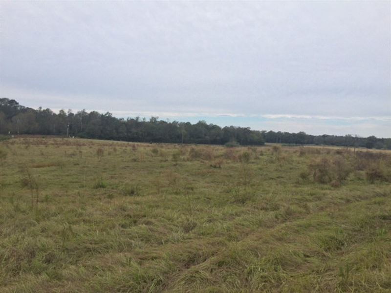 Pasture, Timberland for Sale Pike : Summit : Pike County : Mississippi