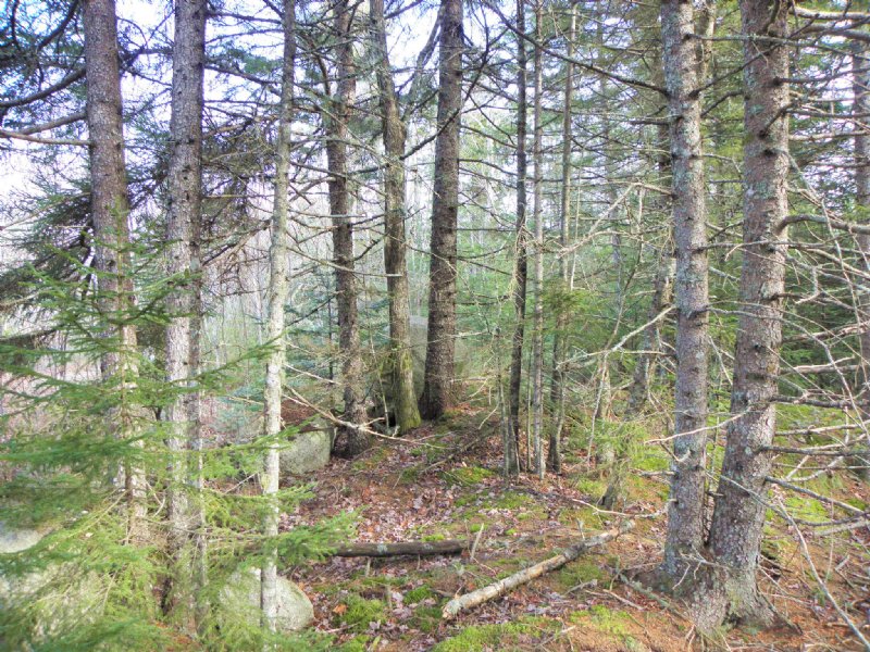 Whitten Parritt Forest : Steuben : Washington County : Maine