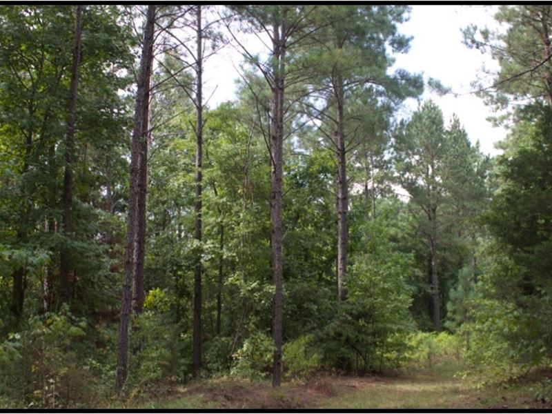 360 Acres in Attala County : Kosciusko : Attala County : Mississippi