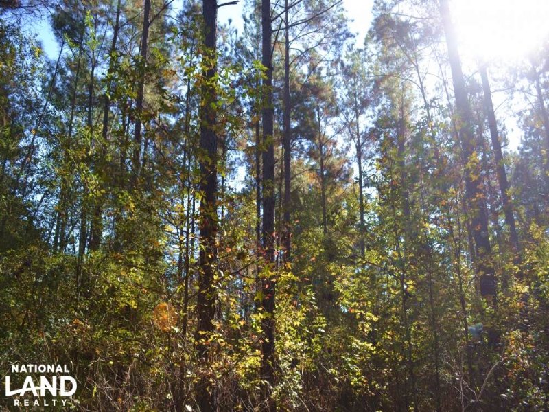 40+/- Acres Timberland & Deer Hunti : Lacey : Drew County : Arkansas