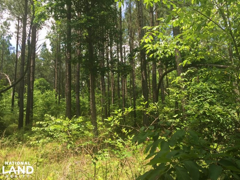 155.7 Acres Timberland & Hunting : Savannah : Hardin County : Tennessee