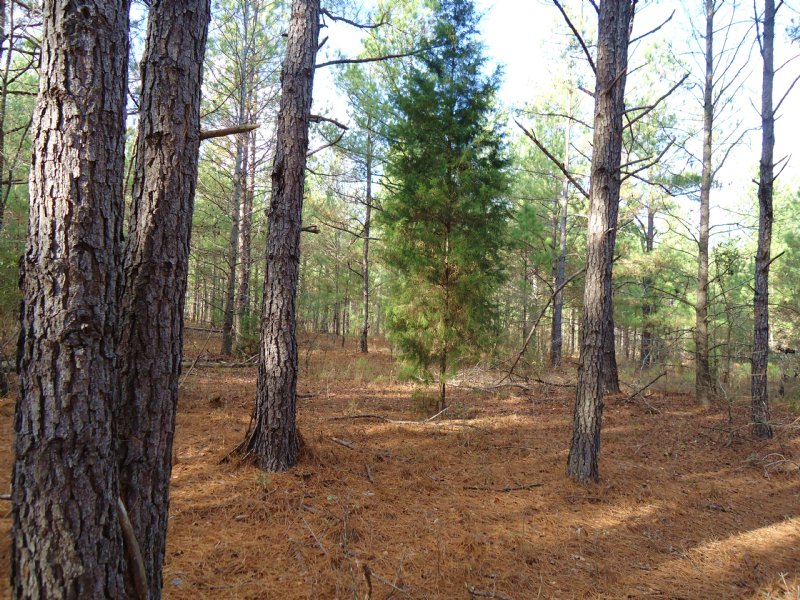 6 Acres, $239/Month : Bartow : Washington County : Georgia