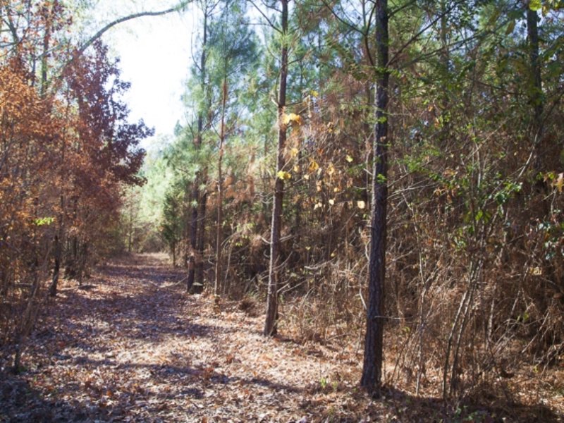 Timberland & 180 Year Old Cabin : Elkmont : Limestone County : Alabama