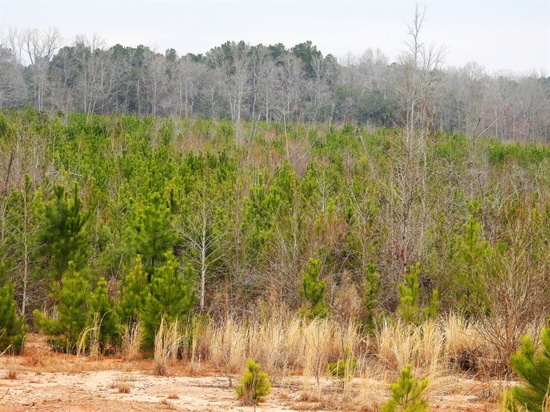 503 Acres in Coweta County, Georgia : Sargent : Coweta County : Georgia