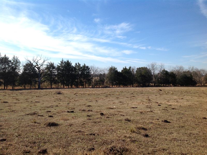 101 Acres Pasture : Marion Junction : Dallas County : Alabama