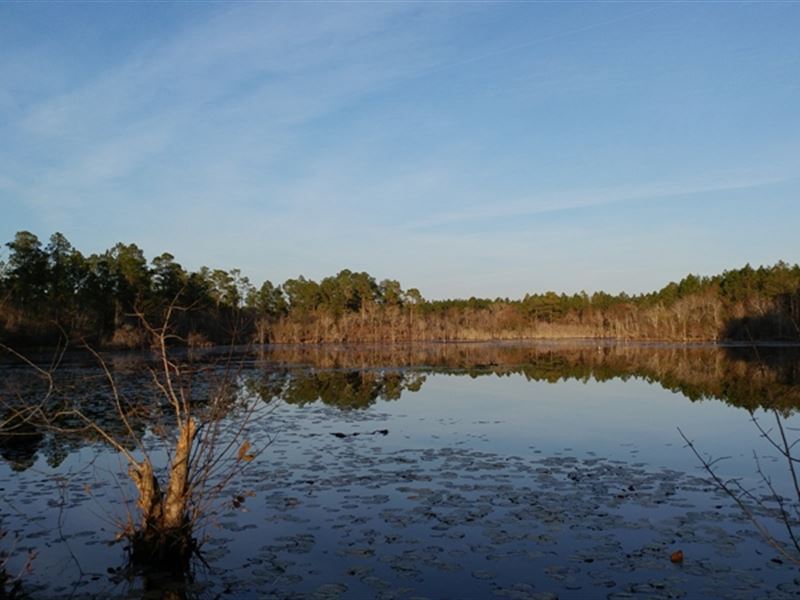Cedar Lake Farm : Cobbtown : Tattnall County : Georgia