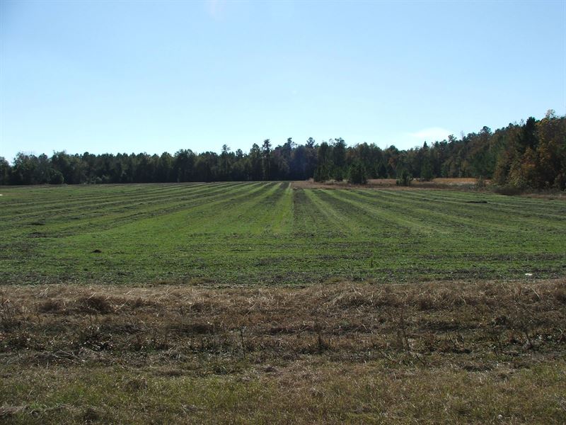 Exceptional Farm Near Elko Sc : Elko : Barnwell County : South Carolina