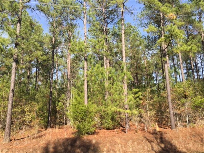 Beautiful Tract with Mature Pine : Dawson : Terrell County : Georgia