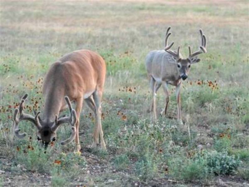 Hunting in Edwards County, Farm for Sale in Texas, 118538 FARMFLIP