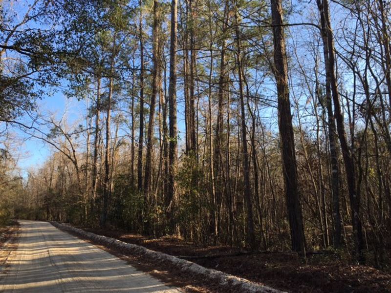 Black Swamp Tract : Mullins : Marion County : South Carolina