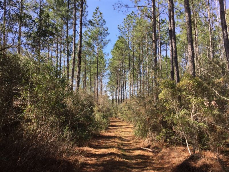 Beautiful Pine Plantations in Fl, Farm for Sale in Florida, 119639 FARMFLIP