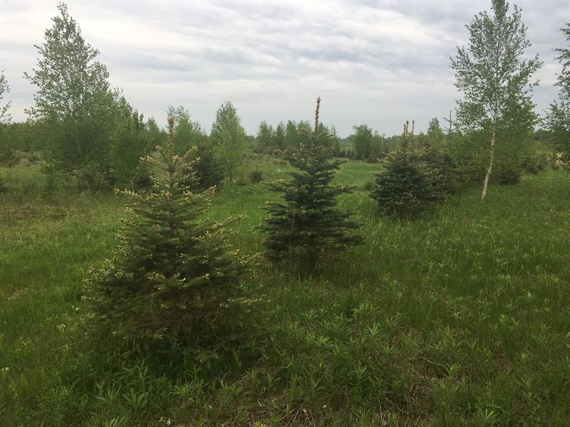 Christmas Tree Farm for Sale : Lisbon : Saint Lawrence County : New York