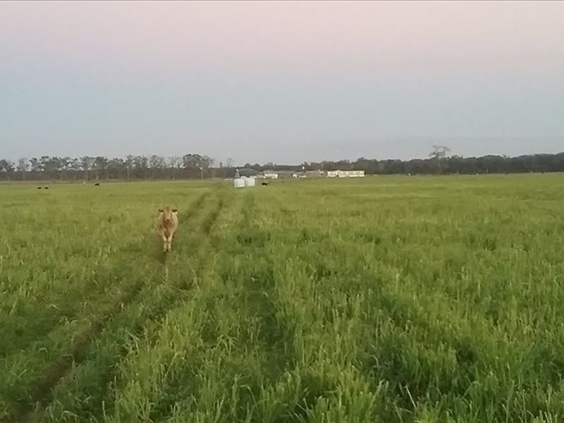 486 Acre Working Cattle Farm, Farm for Sale in Florida, 121238 FARMFLIP