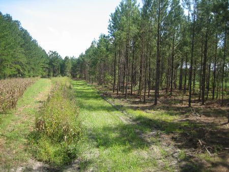 Cedar Creek Farm : Cordova : Orangeburg County : South Carolina
