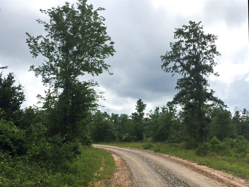 18 Ac Willow Springs Road : Coldspring : San Jacinto County : Texas