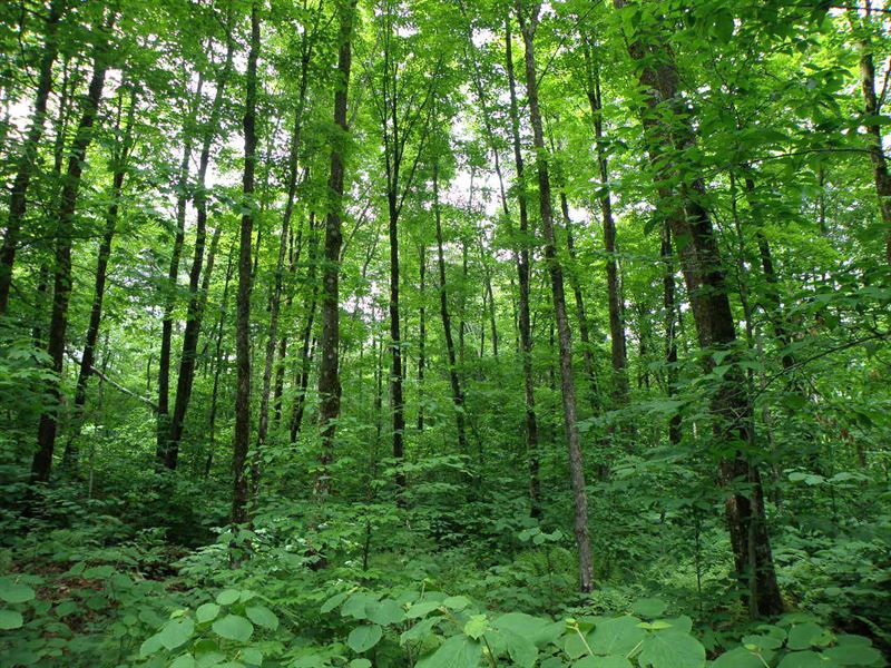 Tri-Lot Forest and Sugarbush : Belvidere : Lamoille County : Vermont