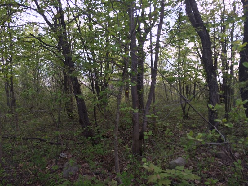 Beaver Meadow Forest, Farm for Sale in New York, 122705 FARMFLIP