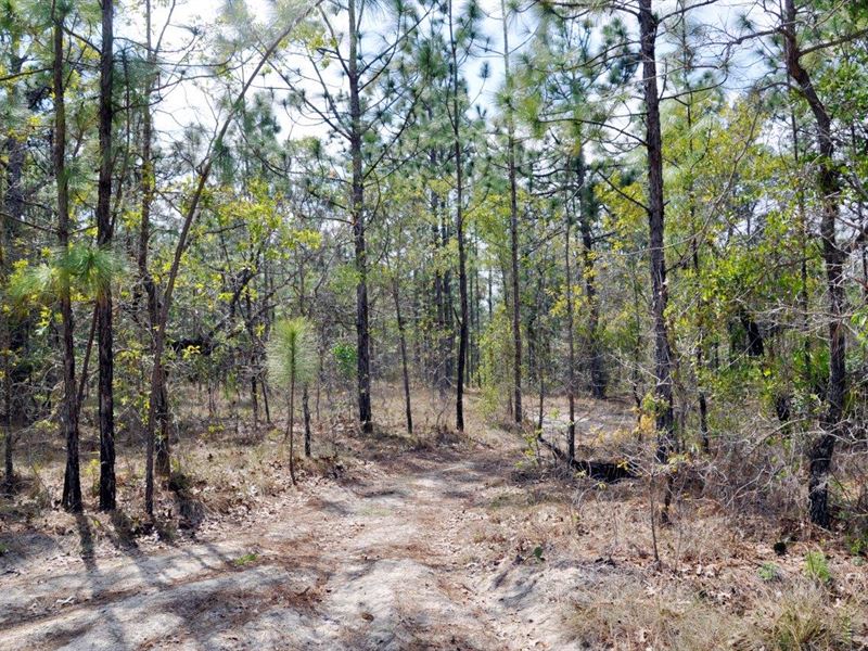 Annutteliga Hammock Homesites : Weeki Wachee : Hernando County : Florida