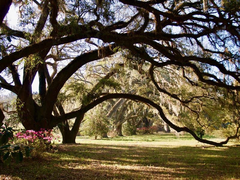 Pleasant Hill Plantation : Garnett : Hampton County : South Carolina