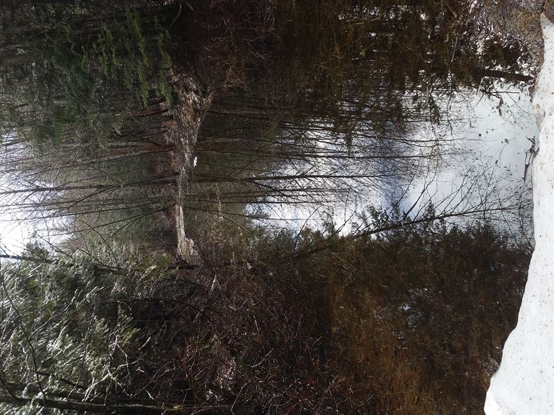 Lost Lake Acreage : Sandpoint : Bonner County : Idaho
