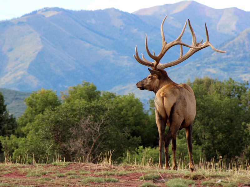 Elkquest, Trophy Elk Business and O : Durango : La Plata County : Colorado