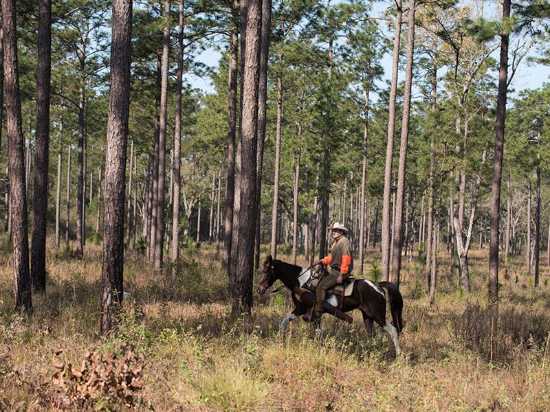 Morton Bray Plantation, Farm for Sale in 124456 FARMFLIP