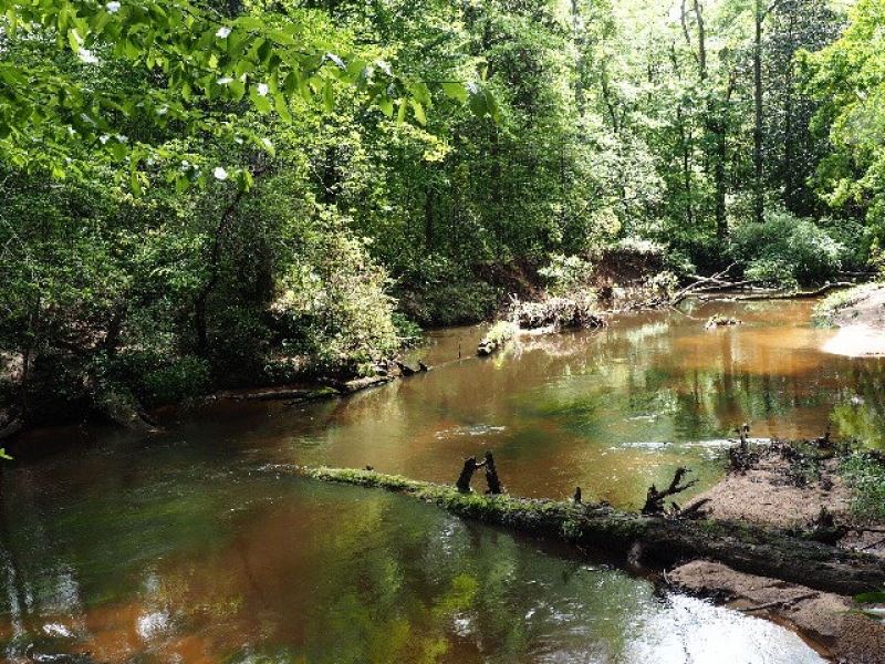 Hunting Timber Land Waterfront For : Magnolia : Pike County : Mississippi