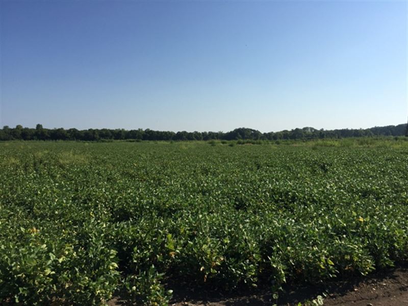 Land for Sale in Artesia, Ms, Farm for Sale in Mississippi, 124970